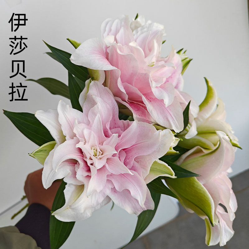 伊莎贝拉重瓣百合鲜花多头多瓣鲜切花云南直发香水百合鲜花大头