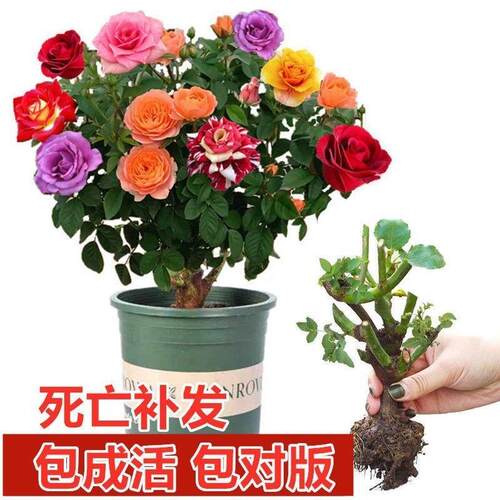 40Pcs/Pack Rare Seed Osiria Rose Ruby Rose Flower Seeds Gar