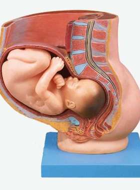 骨盆含妊娠九个月胎儿模型A42006