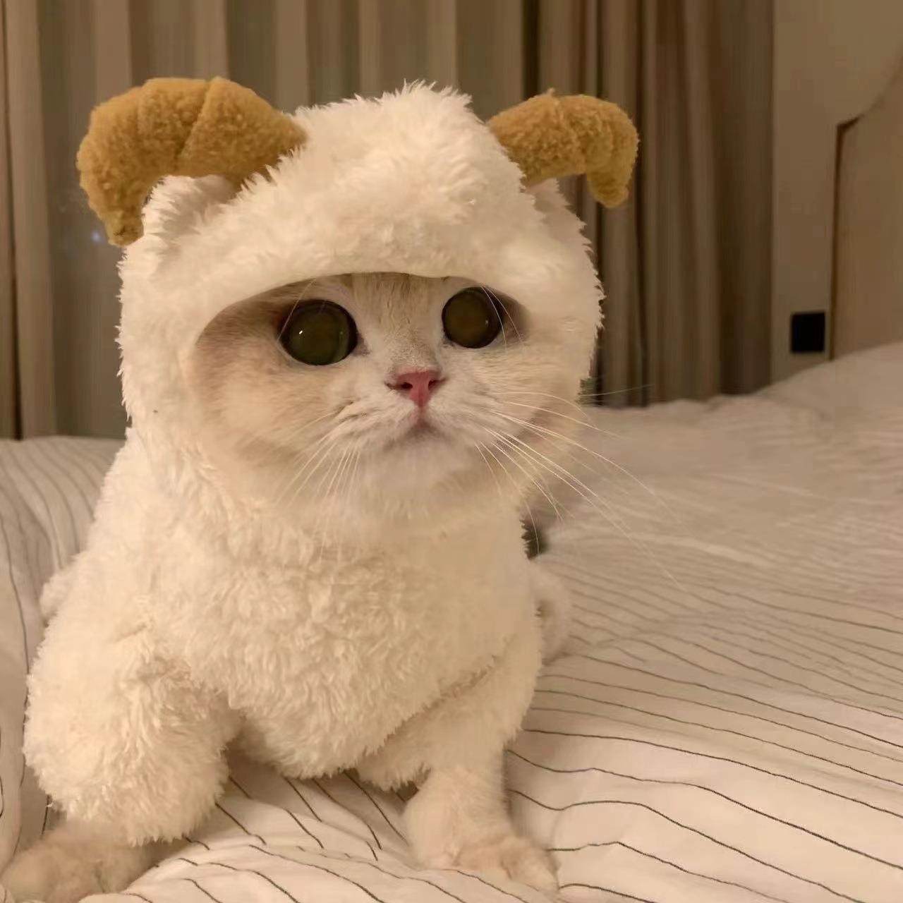 狗狗秋冬装保暖可爱耳朵比熊泰迪博美小型犬小绵羊加厚四脚衣