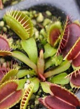 Dionaea Muscipula Giant Clip Venus Fly trap Seeds 10PCS Inse