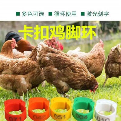 Chicken leg ring snap-type identification rings for poultry,