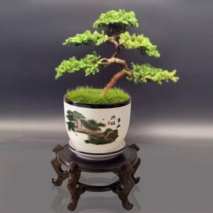 迎客松盆景真树地柏盆景松树盆景真树雀舌罗汉松盆景真树庭院景观