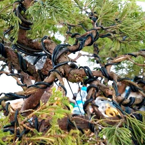 Garden Bonsai Shape Aluminum Wire (1.0mm, 1.5mm, 2.0mm, 3mm,