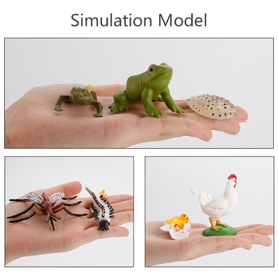 Simulation Life Cycle Animals Model Montessori Toy Children
