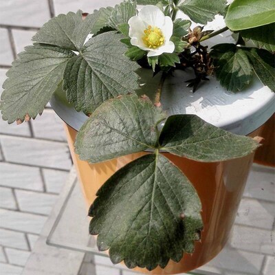 2sets Vegetable Soilless Cultivation Equipment Indoor Balcon