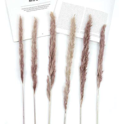 Preserved Flower Small Reed Ins Nordic Romantic Style Reed D
