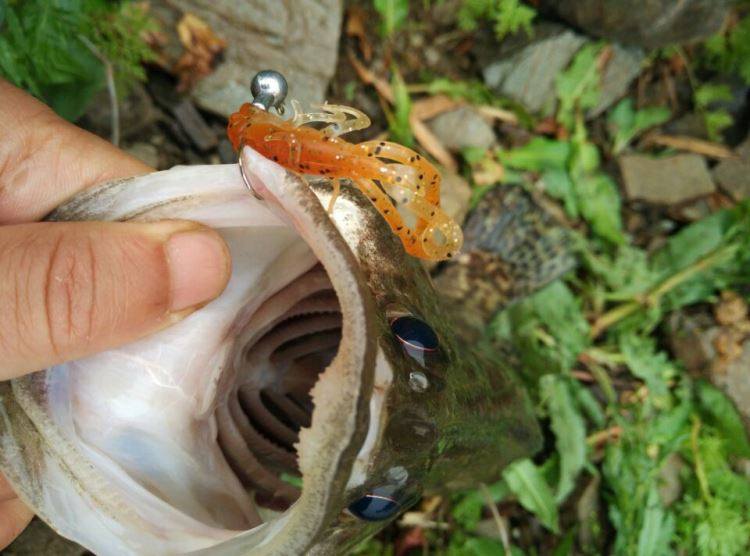 ZERG 虫族 CRW 虾 吋 3吋 路亚 软饵 软虫15~20条/包,户外/登山/野营/旅行用品,路亚饵,淘宝优惠券,粉丝福利购,淘宝优惠卷