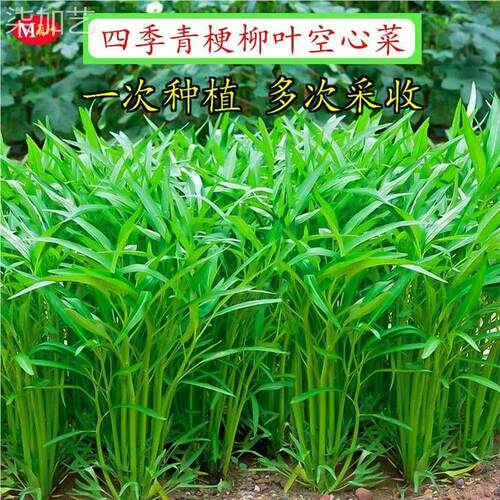Water spinach seeds, green stems, willow leaves, water spin