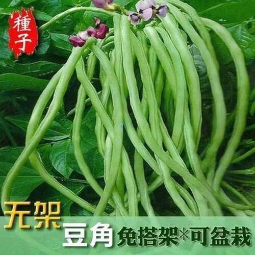 Top Selection of Garden Potted Vegetable Seeds: Unframed Be
