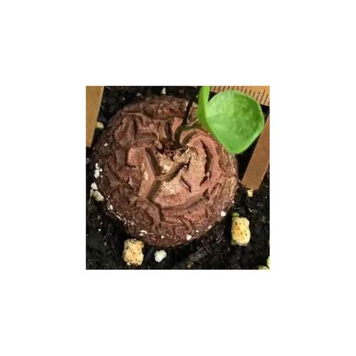 Caudex Dioscorea elephantipes succulent, 56 cm tuber