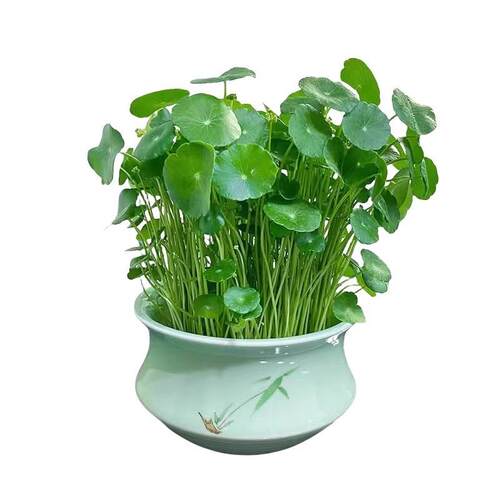 Hydroponic plants, potted plants, indoor hydroponics, leafy