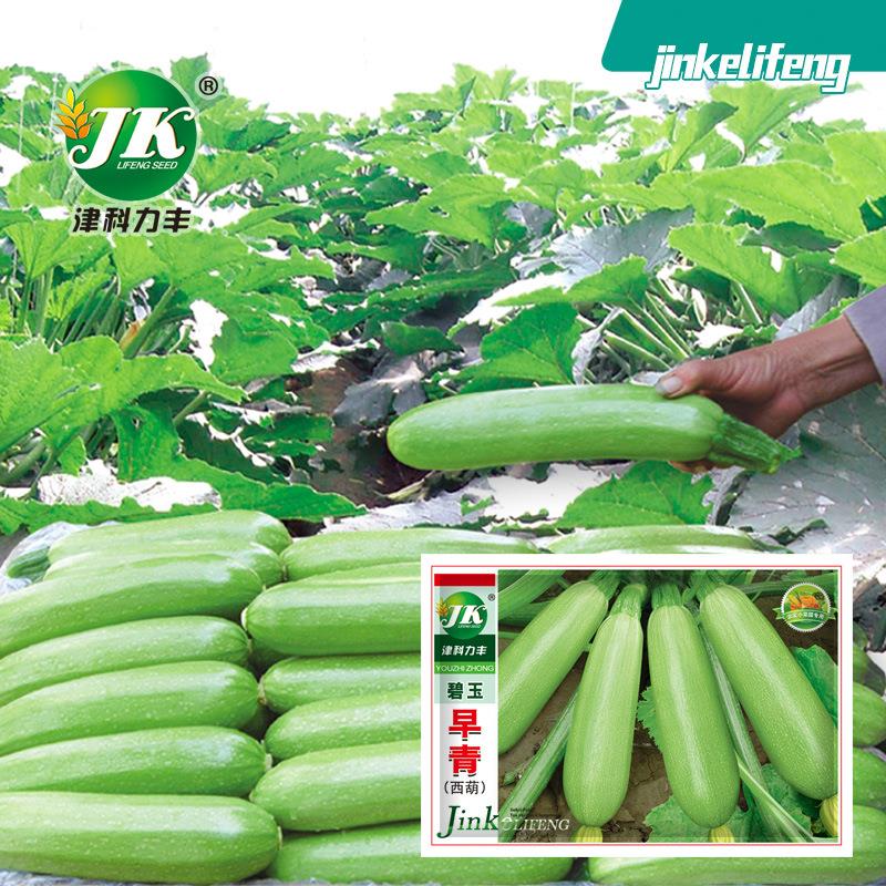 Early green zucchini seeds, spring sowing, vegetables, frui - 实物图