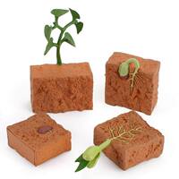 Simulation Life Cycle of a Bean Plant Growth Cycle Model thumbnail 3