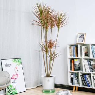 加盆厚特口大花大径自吸水懒光汐360脂人树透明可视水位客厅绿植