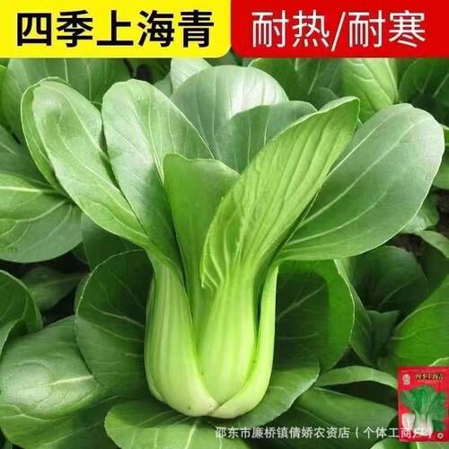 Shanghai green vegetable seeds, cold resistant, high temper