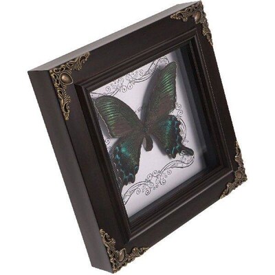Butterfly Taxidermy Specimen Photo Frame Vintage Decor DIY