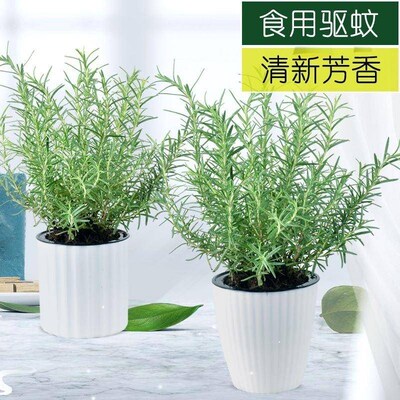 Rosemary potted edible herb plant western food spice steak
