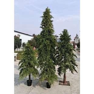 植物柏树叶绿植松针迎客松侧柏树叶园林工程造景装饰厂家直售