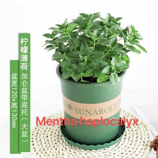 herbs, mint, rosemary, thyme, spices, plant seedlings, basi