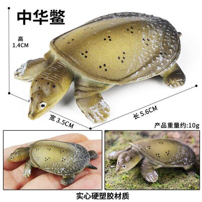 Chldrens cogntve smulaton amphban reptle turtle decoraton C