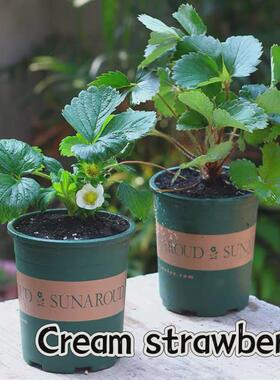 basil plants herbs mint rosemary thyme, spices Edible plant