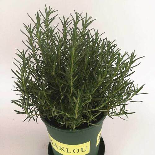 Rosemary potted plants edible insect repellent herb plant ta