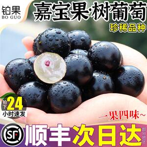 顺丰礼盒嘉宝果树葡萄5斤新鲜水果当季鲜果整箱现摘提子包邮正宗9
