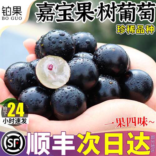 顺丰礼盒嘉宝果树葡萄5斤新鲜水果当季鲜果整箱现摘提子包邮正宗9
