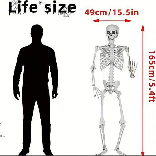 5.4ft 165cm Halloween Realistic Full Body Skeleton Life Size