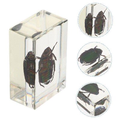 Red Legged Scarab Specimen Beautiful Insect Samples