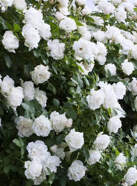虹越月季花苗爬藤月季灌木冰冠蓝色阴雨龙沙宝石天方夜谭玫昂小姐