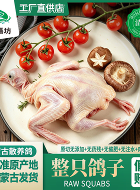 清真新鲜整只鸽子乳鸽内蒙古散养