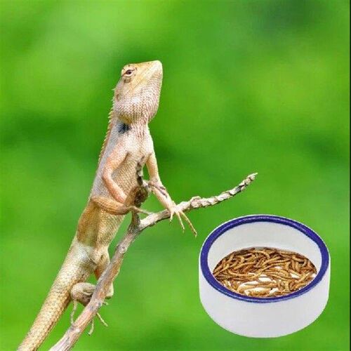 Bowl Water Dish Round Bowl Ceramic Escape Proof