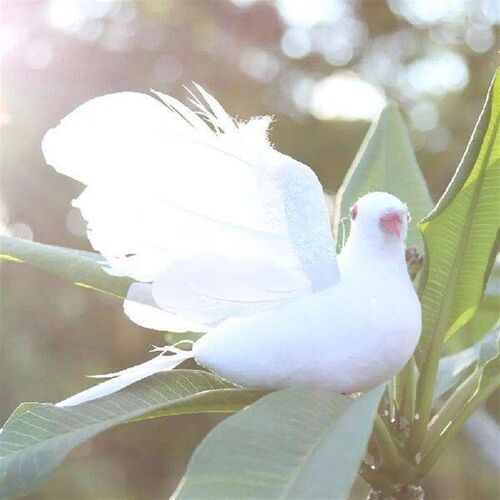 Spreading Wings Simulation Doves Portable Model Feather