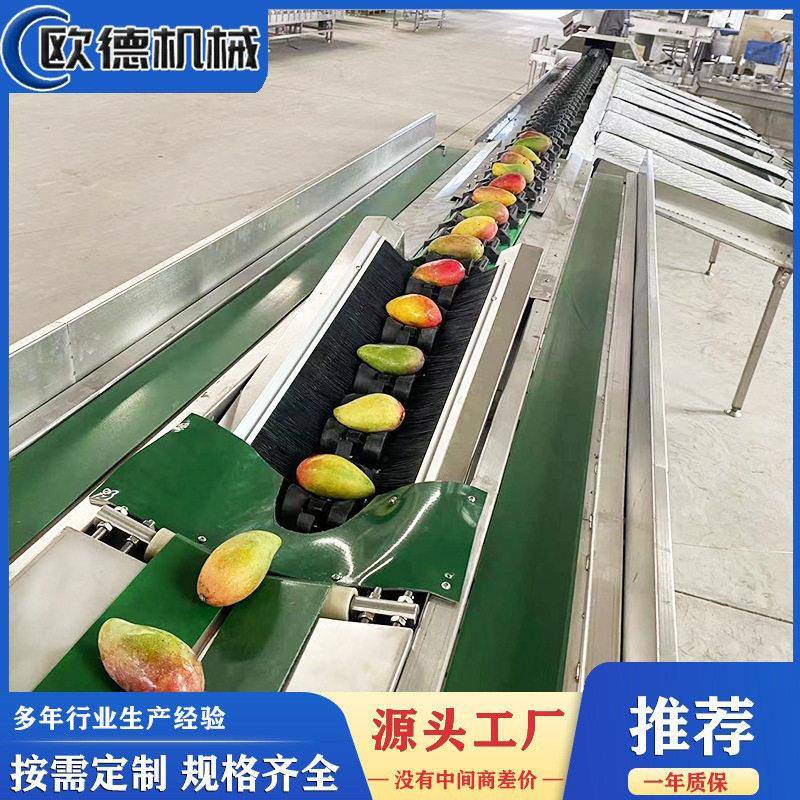 苹果分选机橘子橙子牛油果重量多级分拣效精准度不锈钢材质