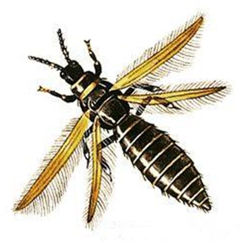 蓟马信息素诱芯 昆虫性诱剂诱捕剂 绿色环保物理菜园防治杀虫板,农用物资,虫害性诱剂/信息素/诱芯,淘宝优惠券,粉丝福利购,淘宝优惠卷