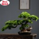 bonsai pine office Chinese decor Simulation plant welcome