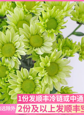 绿精灵小雏菊小皱菊邹菊云南斗南鲜花基地直发昆明花卉市场真花插