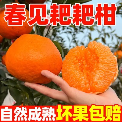 【乡村振兴】正宗四川春见耙耙柑头茬鲜果新鲜采摘颗粒饱满