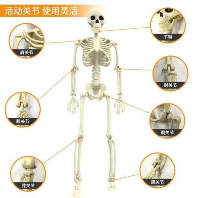 Halloween skeleton 60cm human body plastic skeleton decorati