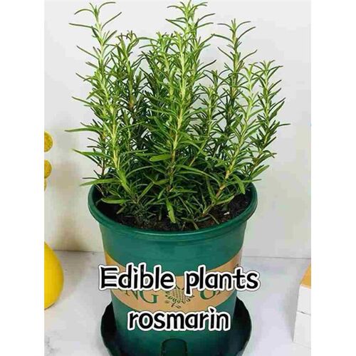 basil plants herbs mint rosemary thyme, spices Edible plant