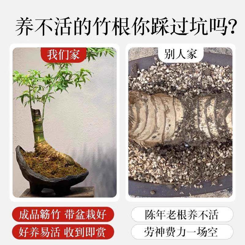 小叶簕竹成品盆景盆小叶簕竹栽竹老桩养禅意子室内办公桌室面四季