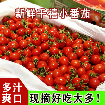 当季新鲜现摘圣女果小番茄整箱