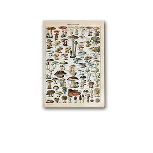 Palaeobios Plant Retro Poster Flower Animal Insect Butterfly