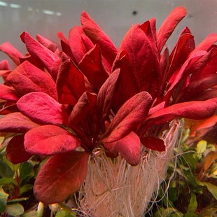 红宝石极乐鸟红色水草鱼缸造景新手水草高档前景赖养观赏草发色