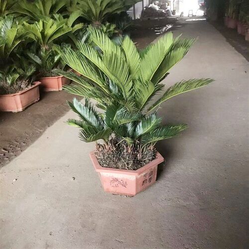 大型苏铁盆栽室内外植物客厅办公室盆景铁树绿植易活养殖观叶阳台