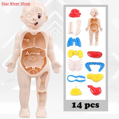 Kid Montessori 3D Puzzle Human Body Anatomy Model Educationa