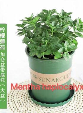 basil plants herbs mint rosemary thyme, spices Edible plant