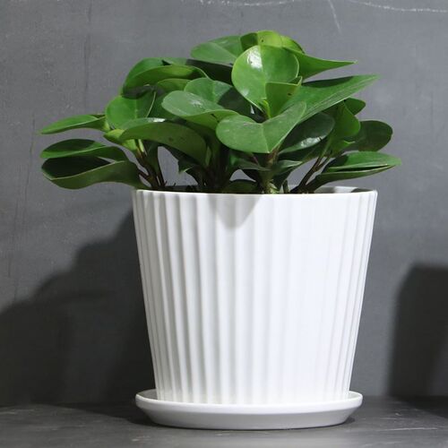 More large flowenr pot plastic plant trees green plant POTS
